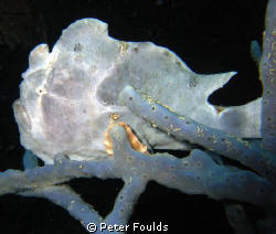 Frog fish by Peter Foulds 